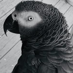 Meet your Posher, Terri